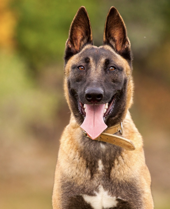 A Belgian Malinois dog with a tan and black coat is sitting outdoors with its mouth open and tongue out, displaying no signs of dog anxiety.